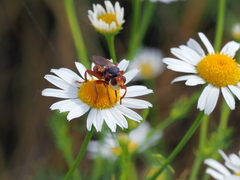 Myopa dorsalis