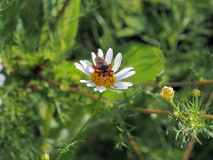Myopa dorsalis