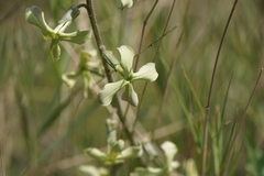 Hesperis laciniata
