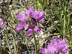 Allium serra
