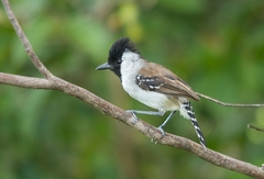 Sakesphoroides cristatus