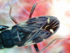 Eremocoris podagricus
