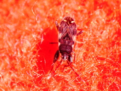 Eremocoris podagricus