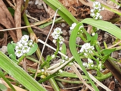 Corrigiola litoralis litoralis