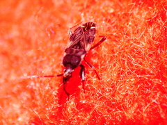 Eremocoris podagricus
