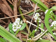 Corrigiola litoralis litoralis