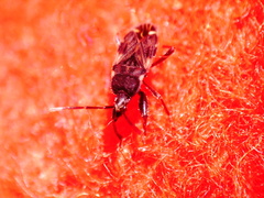 Eremocoris podagricus