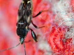 Eremocoris podagricus