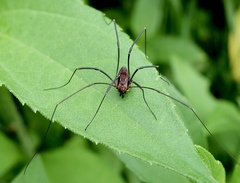 Leiobunum calcar
