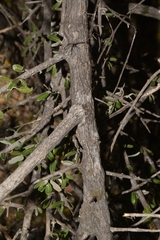 Castela tortuosa