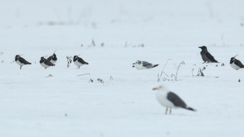 Black-legged Kittiwake｜三趾鸥 参考照片