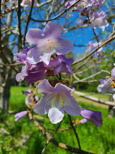 princesstree (Paulownia tomentosa)