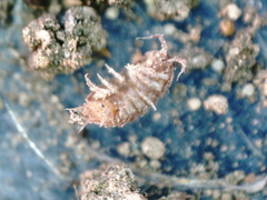 Trichoniscus pusillus