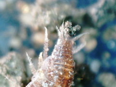 Trichoniscus pusillus