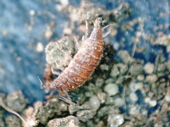 Trichoniscus pusillus