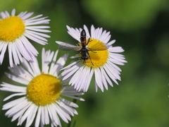 Cylindromyia pusilla