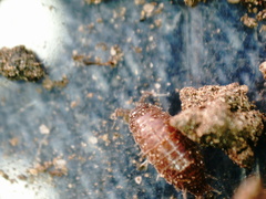 Trichoniscus pusillus