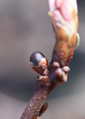 Neuroterus vesicula