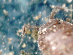 Trichoniscus pusillus