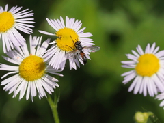 Cylindromyia pusilla