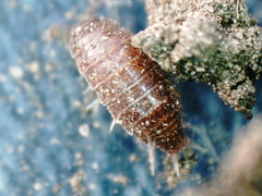 Trichoniscus pusillus