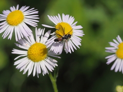 Cylindromyia pusilla