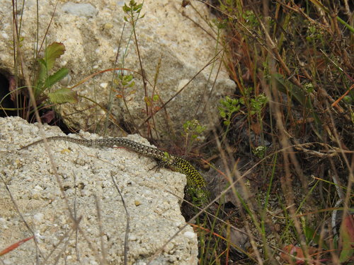 Podarcis carbonelli carbonelli