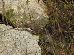 Podarcis carbonelli carbonelli