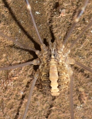 Cosmobunus granarius