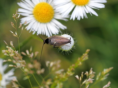 Ectobius erythronotus