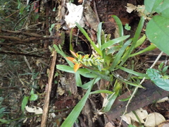 Aechmea mertensii