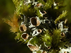 Hypogymnia lophyrea