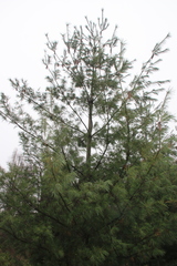 Pinus peuce