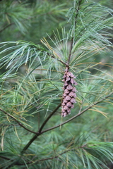 Pinus peuce