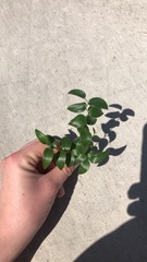 Asparagus asparagoides