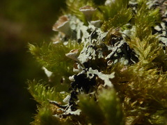 Hypogymnia lophyrea