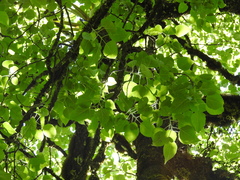 Populus simaroa