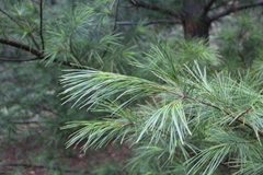 Pinus peuce