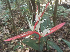 Heliconia acuminata