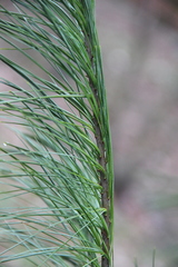 Pinus peuce