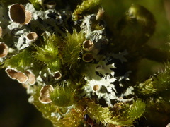 Hypogymnia lophyrea