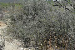 Castela tortuosa