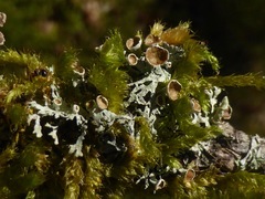 Hypogymnia lophyrea
