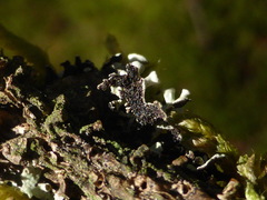 Hypogymnia lophyrea