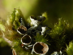Hypogymnia lophyrea