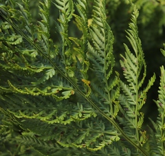 Dryopteris athamantica