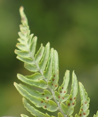 Dryopteris athamantica