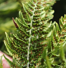 Dryopteris athamantica