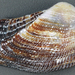 Lamarcka imbricata - Photo (c) James St. John,  זכויות יוצרים חלקיות (CC BY)