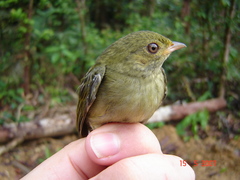 Ceratopipra rubrocapilla